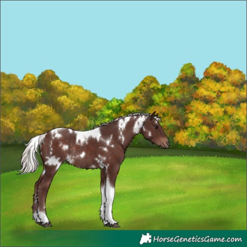 Horse Color:White Spotted Chocolate Silver Brown Tobiano Rabicano 