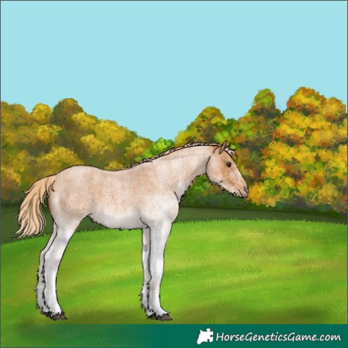 Horse Color:White Spotted Red Roan 