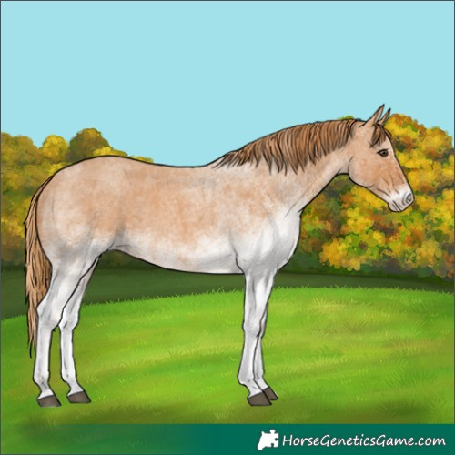 Horse Color:White Spotted Red Roan 