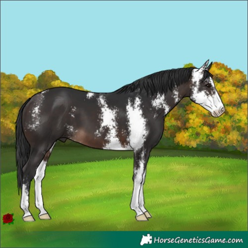 Horse Color:Brown Sabino 