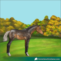 Horse Color:Silver Buckskin 