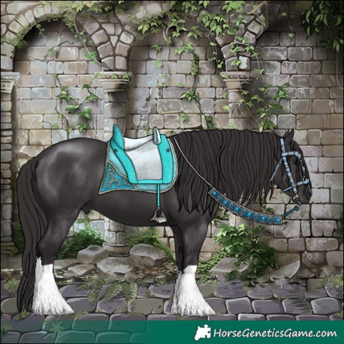 Horse Color:Smoky Black 