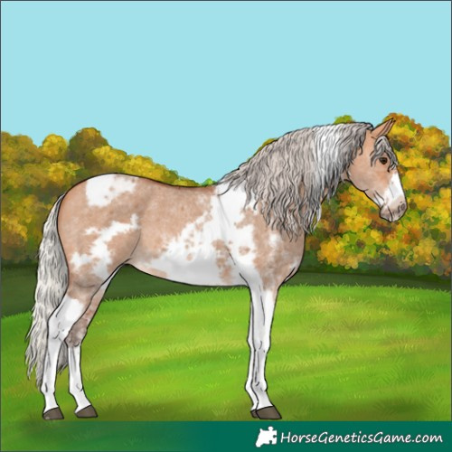 Horse Color:Silver Bay Dun Sabino Tobiano Frame Rabicano 