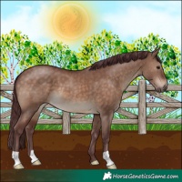 Horse Color:Chocolate Brown Dun