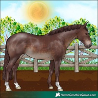 Horse Color:Chocolate Brown