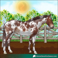 Horse Color:White Spotted Chocolate Brown
