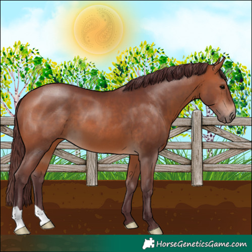 Horse Color:Chocolate Bay