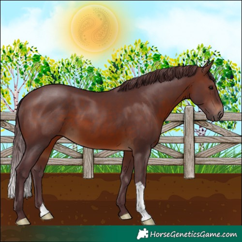 Horse Color:Chocolate Brown 