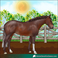 Horse Color:Chocolate Brown