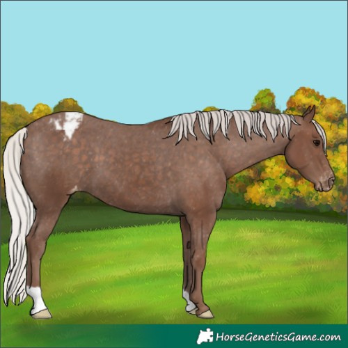 Horse Color:Silver Black Appaloosa 