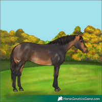 Horse Color:Buckskin 