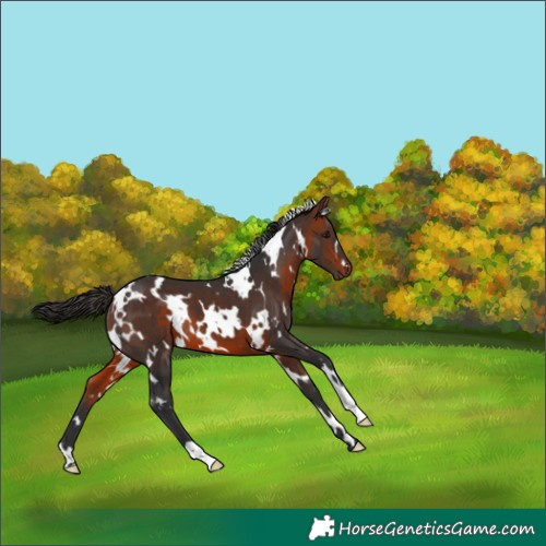 Horse Color:White Spotted Bay 