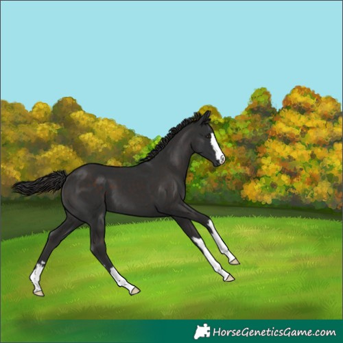 Horse Color:Liver Chestnut 