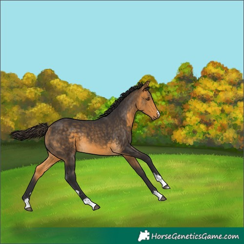 Horse Color:Buckskin 