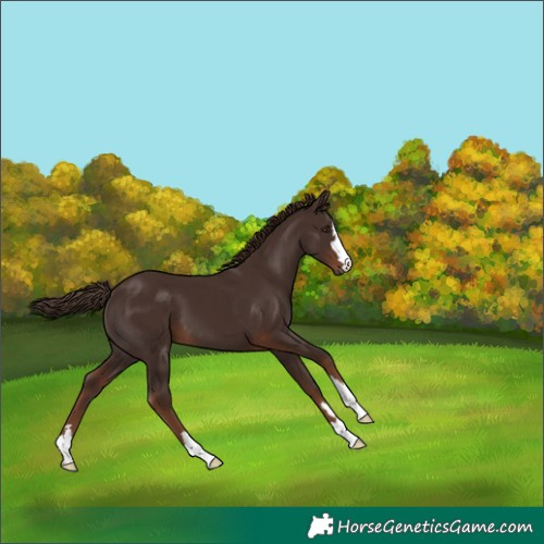 Horse Color:Liver Chestnut 