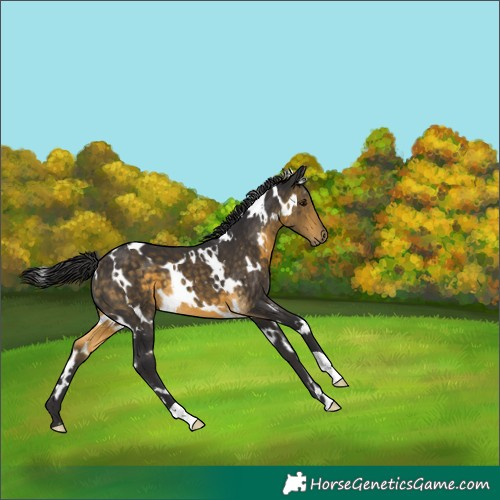 Horse Color:White Spotted Buckskin