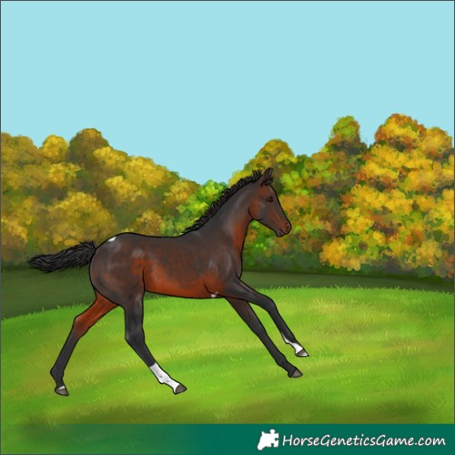 Horse Color:Brown Tobiano 