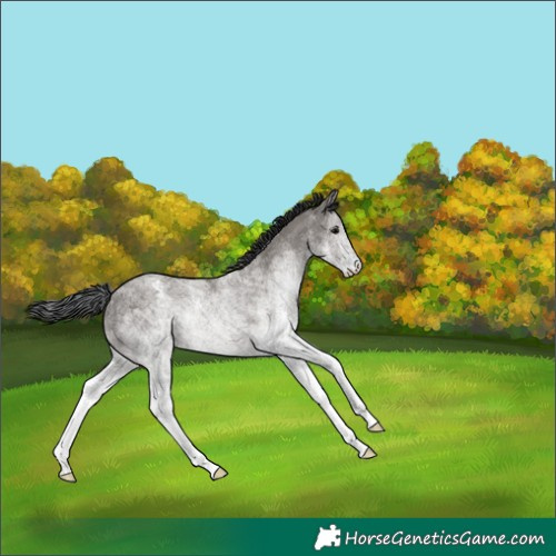 Horse Color:White Spotted Grullo 