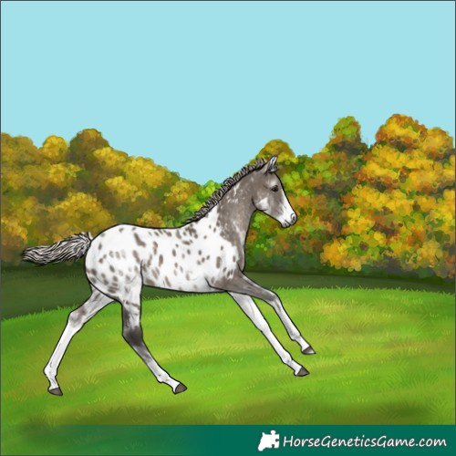 Horse Color:Gray White Spotted Silver Grullo Tobiano Appaloosa 
