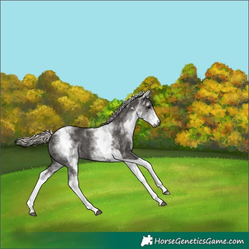 Horse Color:Gray White Spotted Silver Black Tobiano 
