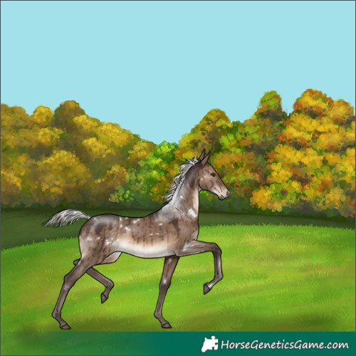 Horse Color:White Spotted Silver Brown Dun Brindle 