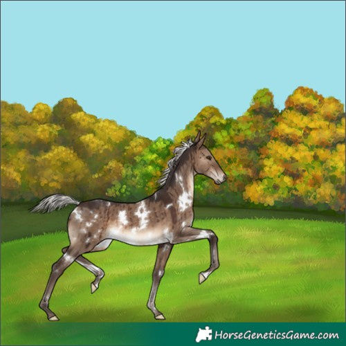 Horse Color:White Spotted Silver Brown Dun Brindle 