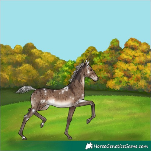 Horse Color:White Spotted Silver Brown Dun Brindle 