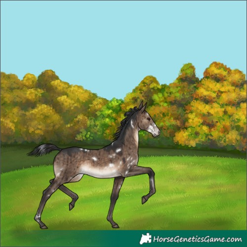 Horse Color:White Spotted Brown Dun Brindle