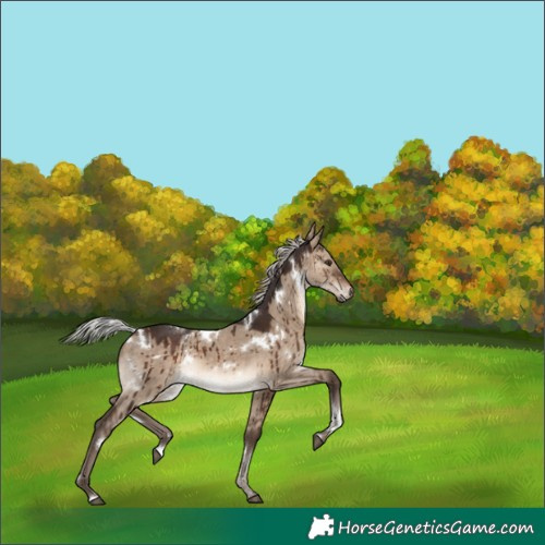 Horse Color:White Spotted Silver Brown Dun Brindle 