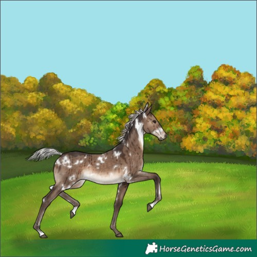 Horse Color:White Spotted Silver Brown Dun Brindle