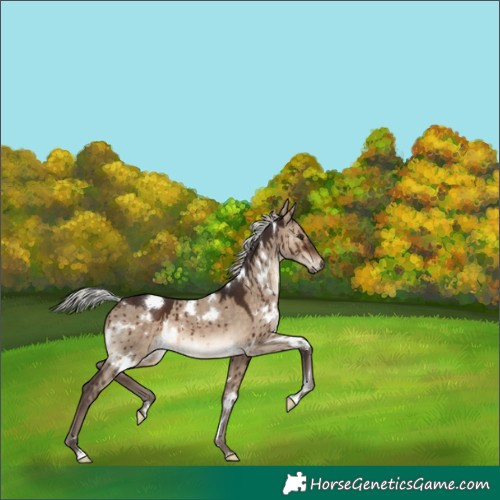 Horse Color:White Spotted Silver Brown Dun Brindle