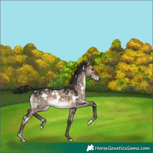 Horse Color:White Spotted Brown Dun Brindle 