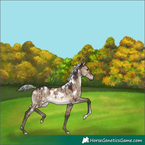 Horse Color:White Spotted Silver Brown Dun Brindle