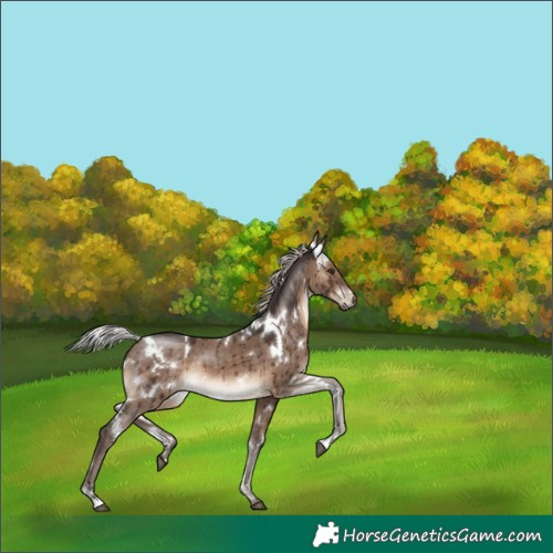 Horse Color:White Spotted Silver Brown Dun Brindle 