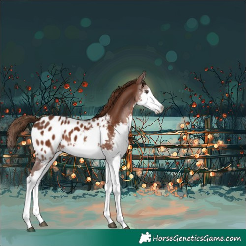 Horse Color:Liver Chestnut Splash Appaloosa 