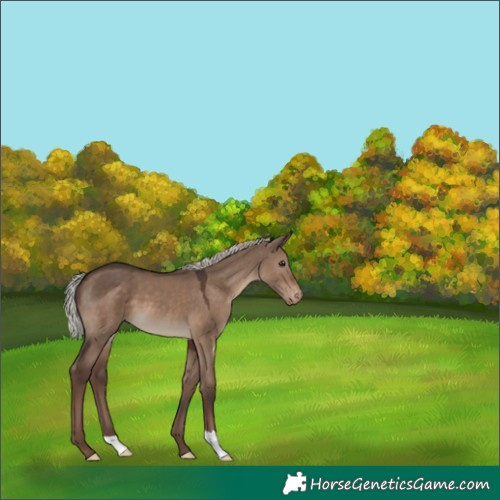 Horse Color:Silver Grullo Appaloosa