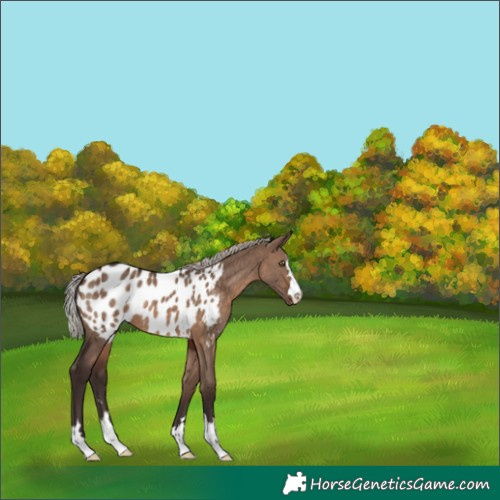 Horse Color:Silver Brown Dun Appaloosa