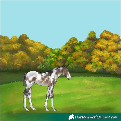 Horse Color:White Spotted Brown Dun 