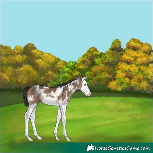 Horse Color:White Spotted Bay Dun Splash