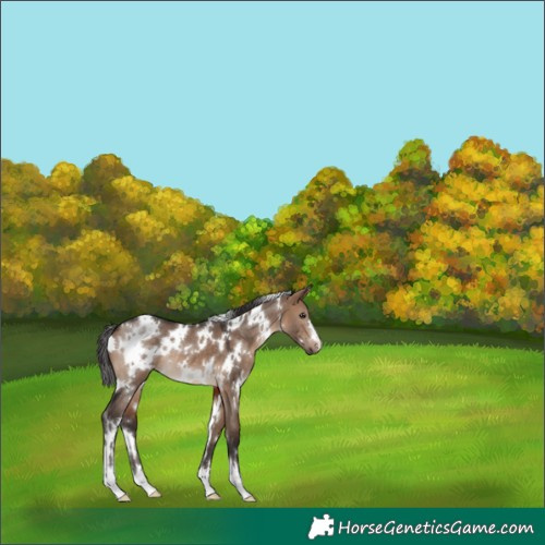 Horse Color:White Spotted Brown Dun