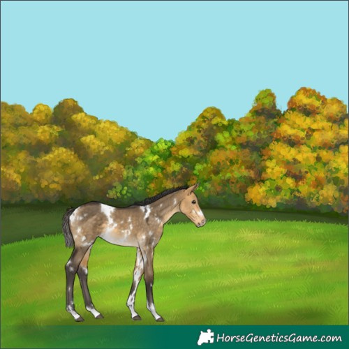 Horse Color:White Spotted Buckskin Dun