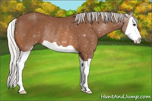 Horse Color:Silver Bay Splash Rabicano