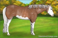 Horse Color:Silver Bay Splash Rabicano