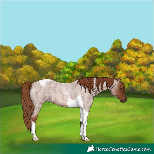 Horse Color:Red Roan Tobiano 