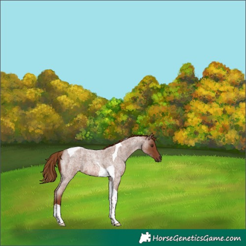 Horse Color:Red Roan Tobiano 