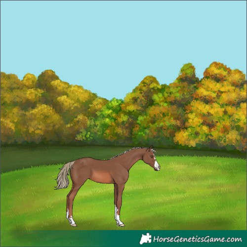 Horse Color:Chestnut Mushroom