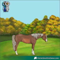 Horse Color:Chestnut Mushroom