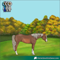 Horse Color:Chestnut Mushroom