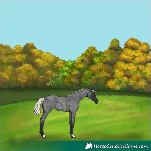 Horse Color:Liver Red Roan Mushroom
