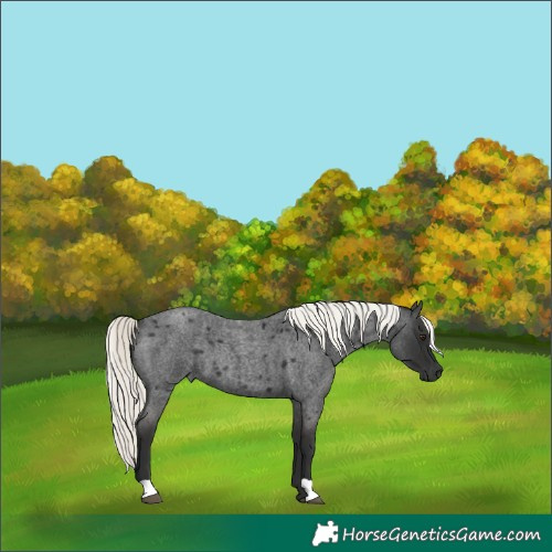 Horse Color:Liver Red Roan Mushroom 